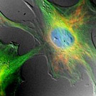 Img_Schluesseltechn_Konfocal Img_Schluesseltechn_Konfocal